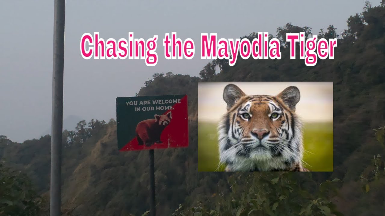 Chasing the Mayodia tiger
