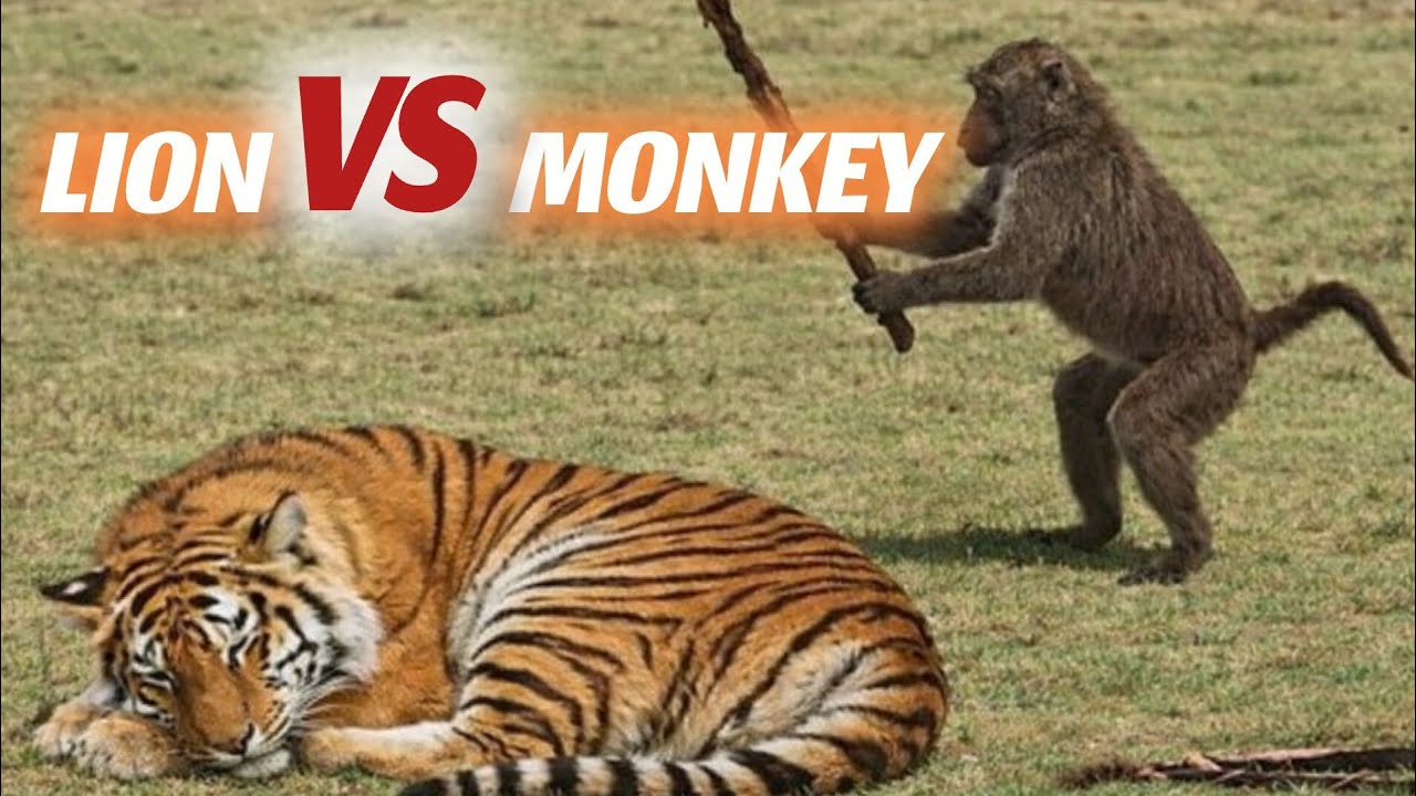 Lion vs Monkey 😂 | When the King of the Jungle Meets the King of Jokes | Stand-Up Comedy