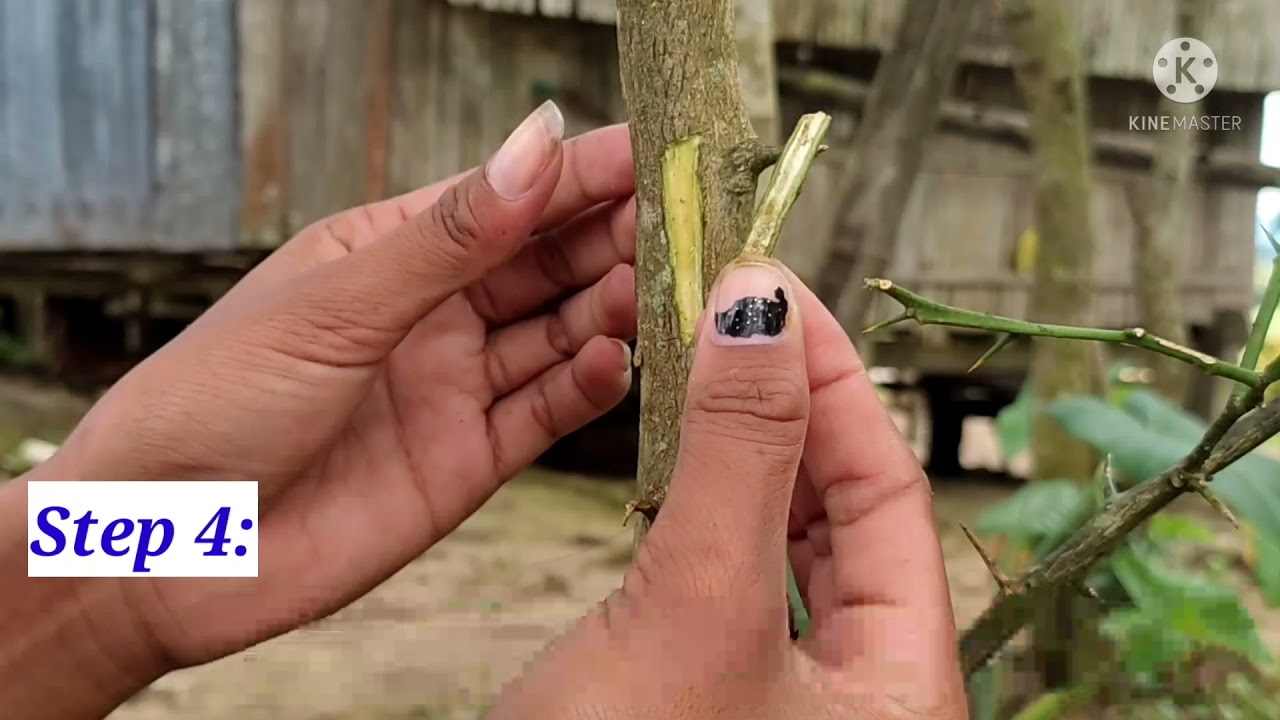 Simple Steps Of Budding