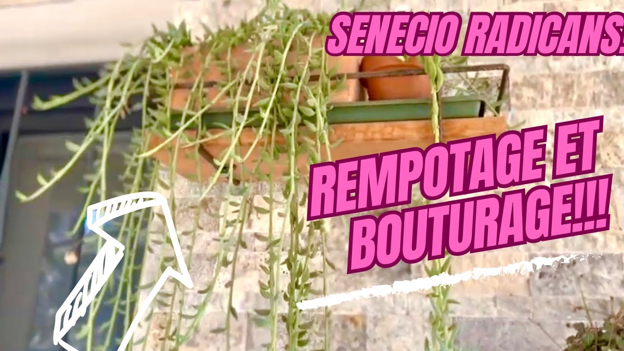 🪴SENECIO RADICANS | BOUTURAGE ET REMPOTAGE | SUCCULENTS'CARE | LE PETIT JARDIN DE BOB