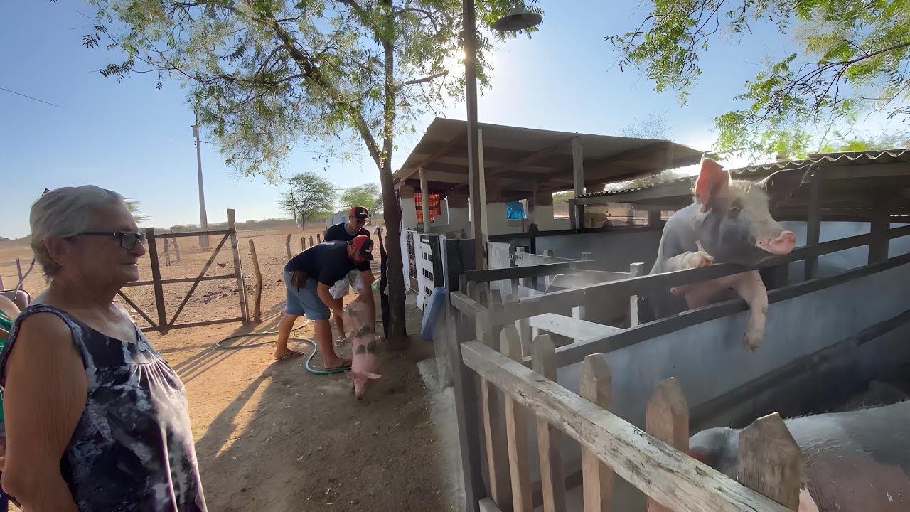 NA PARAÍBA ENTREGANDO SUÍNOS DA GRANJA SITIO NOVO LAR , ACOMPANHEM ESTA AVENTURA DA SUINOCULTURA