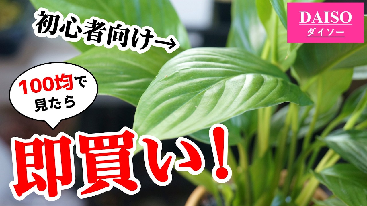 初心者おすすめ！室内で育てやすい100均観葉植物がこちらです♪【スパティフィラム】