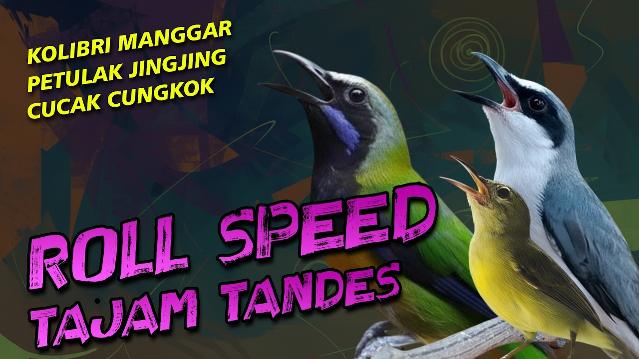 MASTERAN ROLL SPEED TEMBAKAN TANDES JINGJING PETULAK KOLIBRI MANGGAR CUCAK CUNGKOK