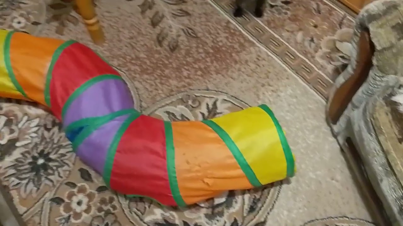 НЕ ХОТЯТ НИЧЕГО КУШАТЬ!😼👀ХОРОШИЙ ДЕНЕК!🌞🥰