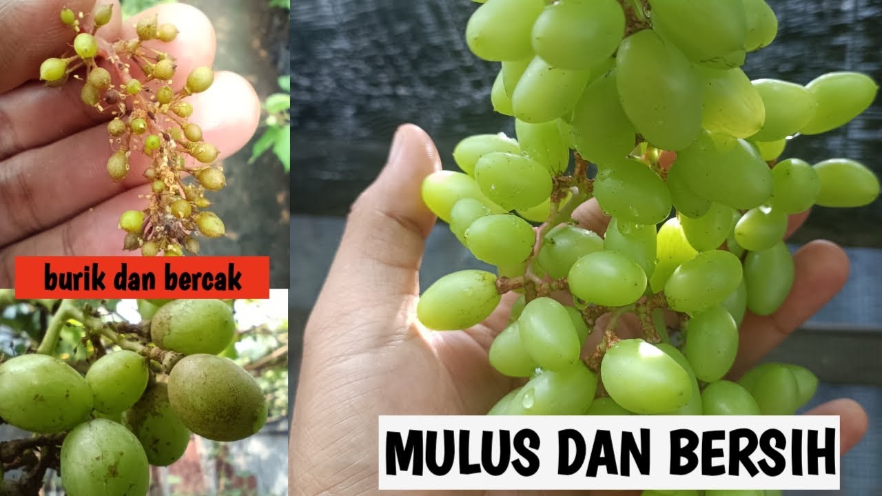Pilih yang mana || Cara mudah mengatasi buah anggur burik dan berkarat