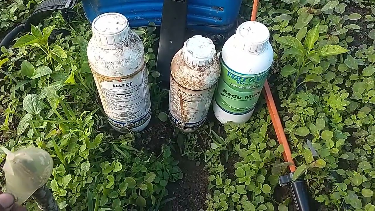 como controlar as ervas daninhas no pimentão melhores herbicida #vidanaroça #pimentão #agricultor