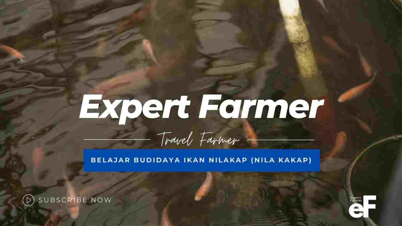 Budidaya Ikan Nilakap (Nila Kakap) Istimewa