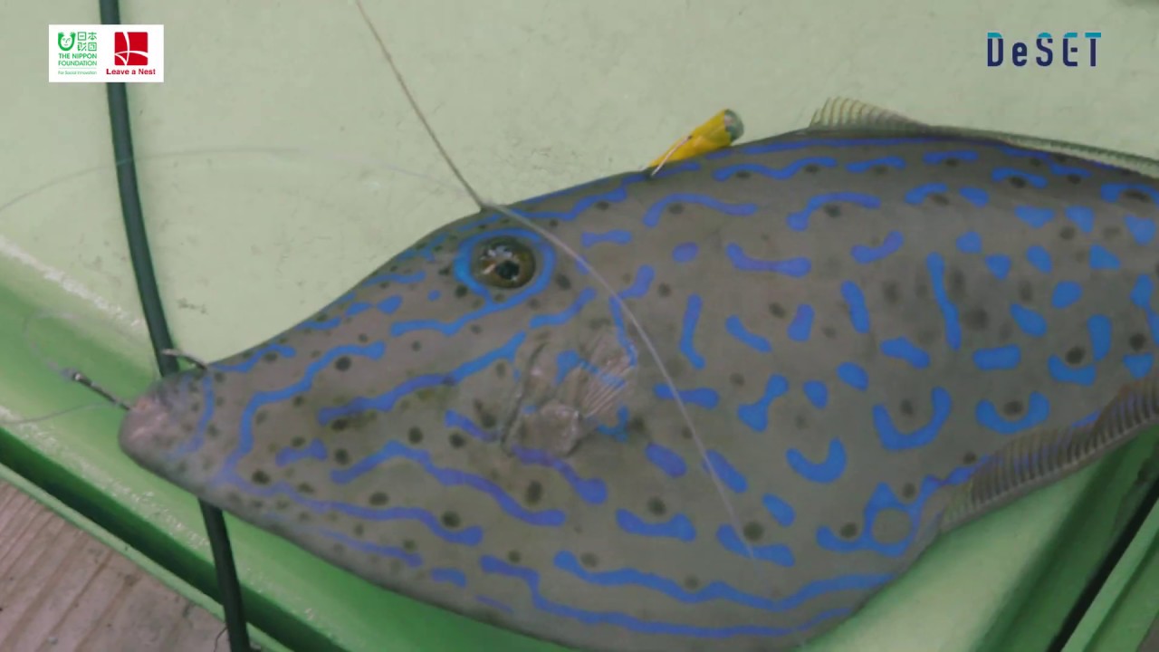 DeSET 2019春（Deep Sea Exploring Technology)
