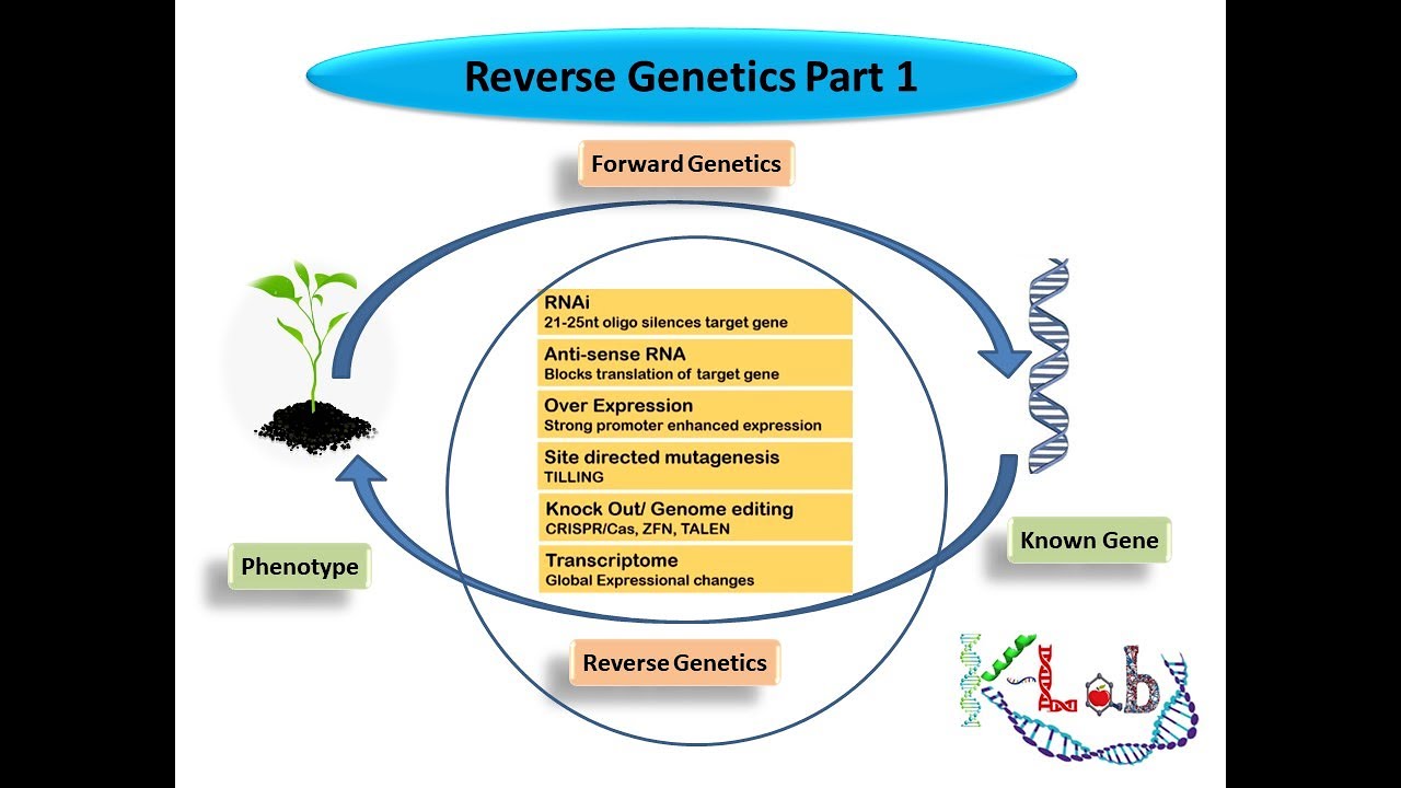 Reverse genetics Part 1/2 Gene Knockdown, Conditional/Conventional Knockout, Spatial/temporal Exprn