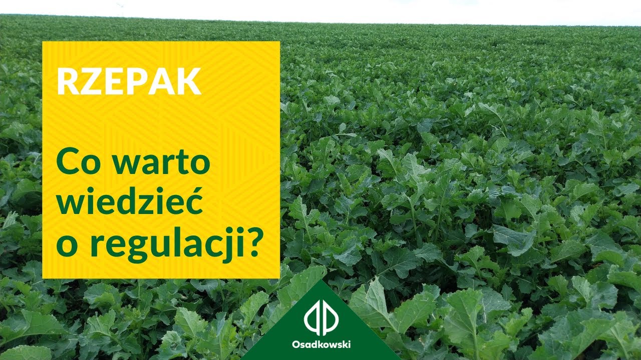 Regulacja rzepaku wiosną - na czym polega i jak dobrze ją wykonać