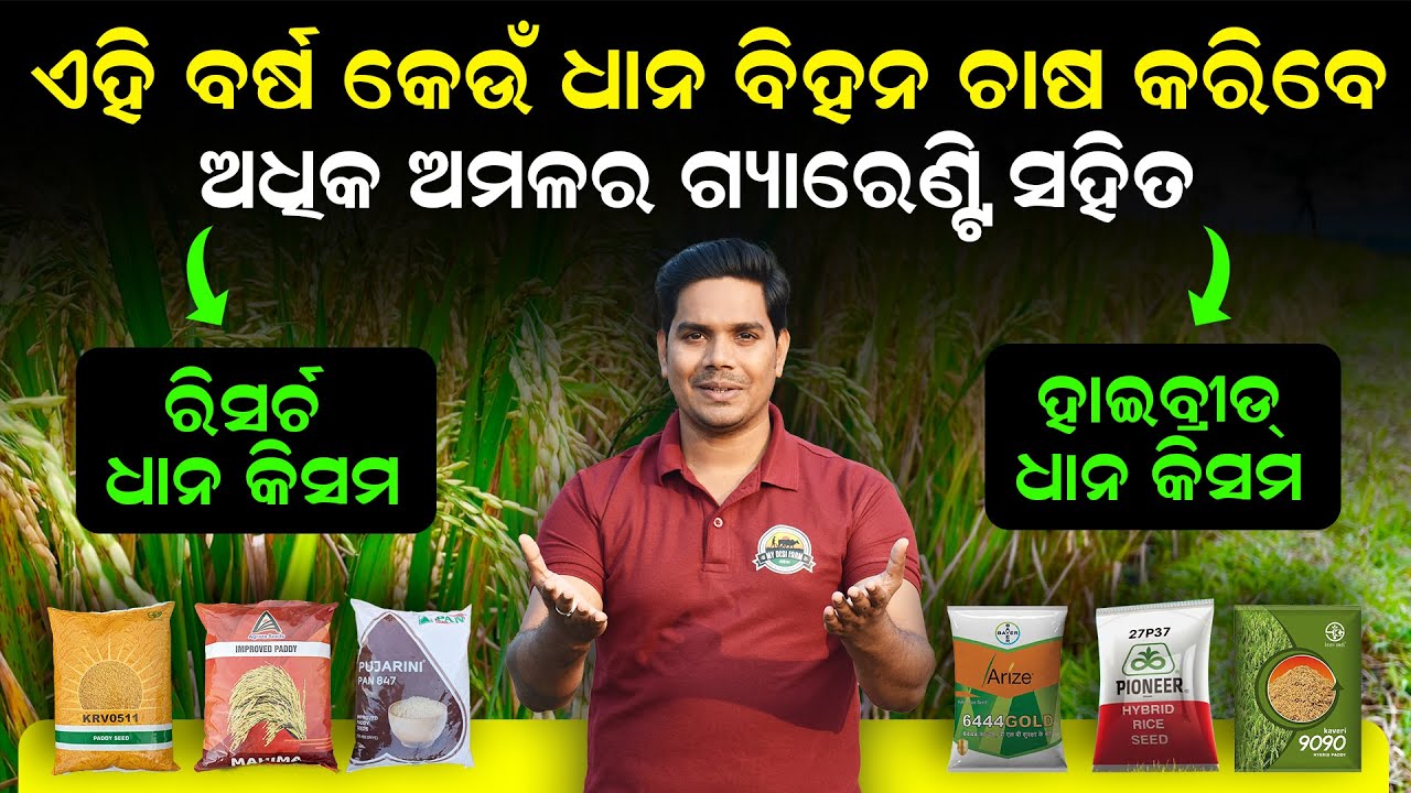 Dhana chasa kemiti kariba | ଏହି ବର୍ଷ କେଉଁ ଧାନ ବିହନ ଚାଷ କରିବେ | Dhana chasa pranali odia