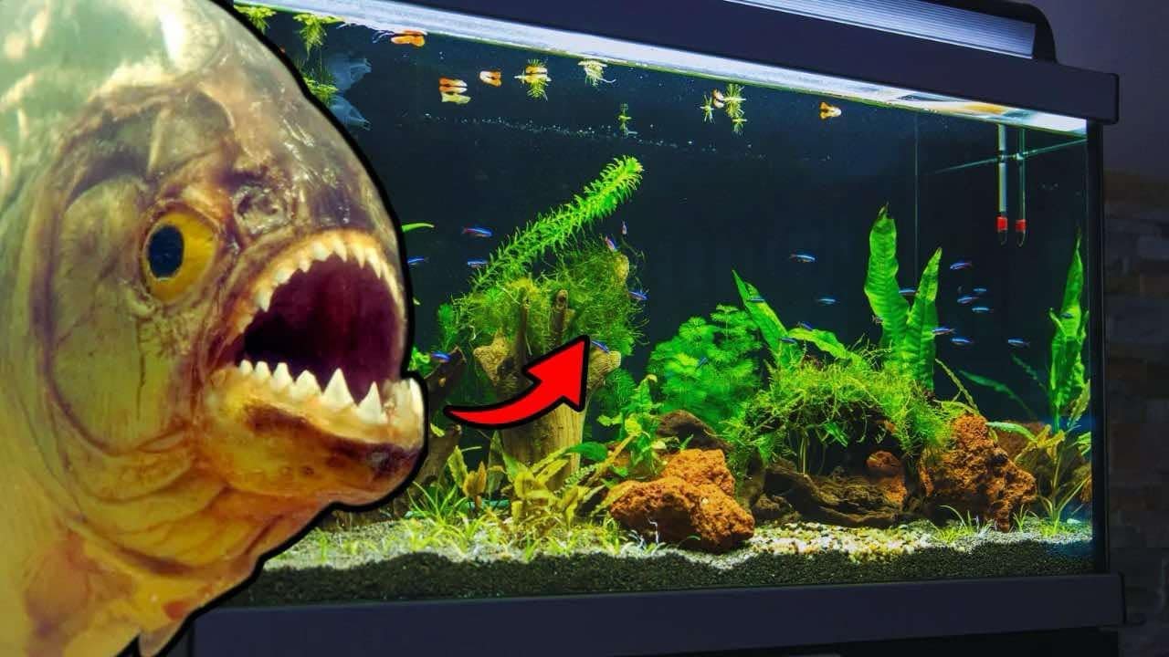 PIRANIE W TWOIM AKWARIUM