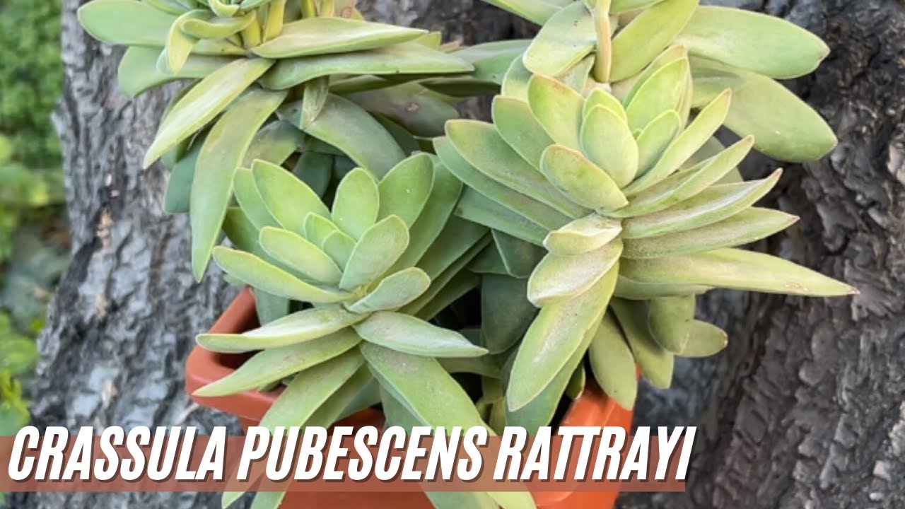 CRASSULA PUBESCENS RATTRAYI | Cuidados