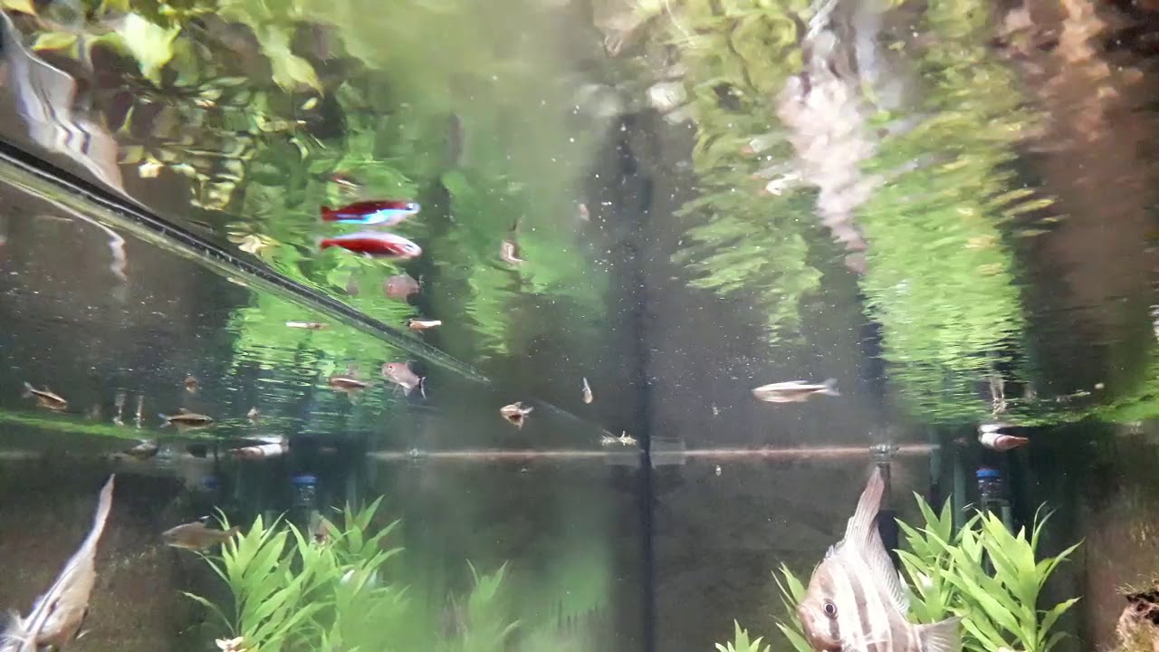 Rotaugen-Moenkhausia  fressen Motte wie Piranhas Teil 1