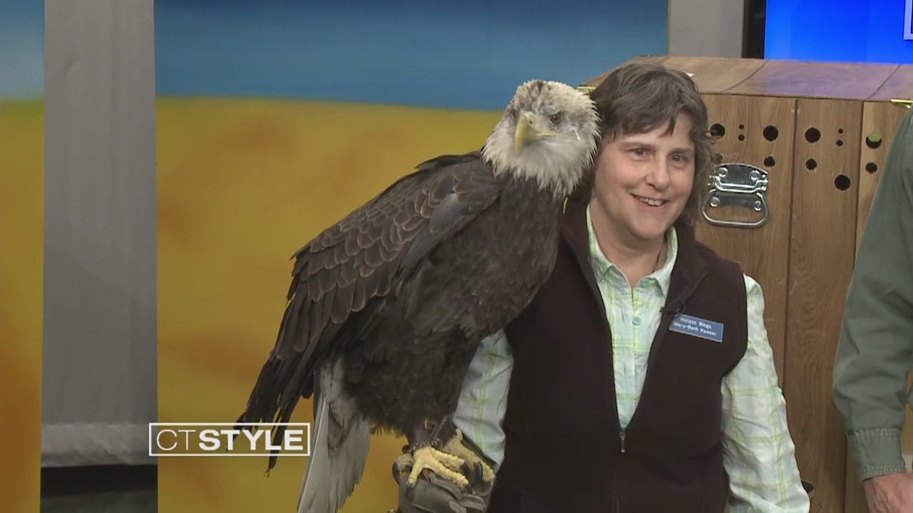 Bird of Prey in Connecticut
