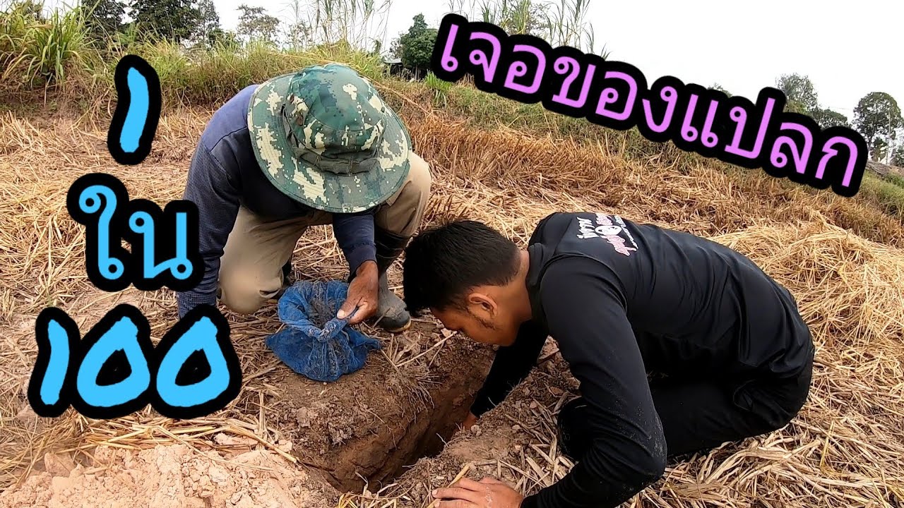 ถึงกับสะดุ้งเมื่อเจอสิ่งนี้เข้าพ่อวิรัตน์บอกเจอสัปหลาดอีกแล้ว !! ยามหลุมดักสัตว์ตอนเช้า 🐸🐉💗