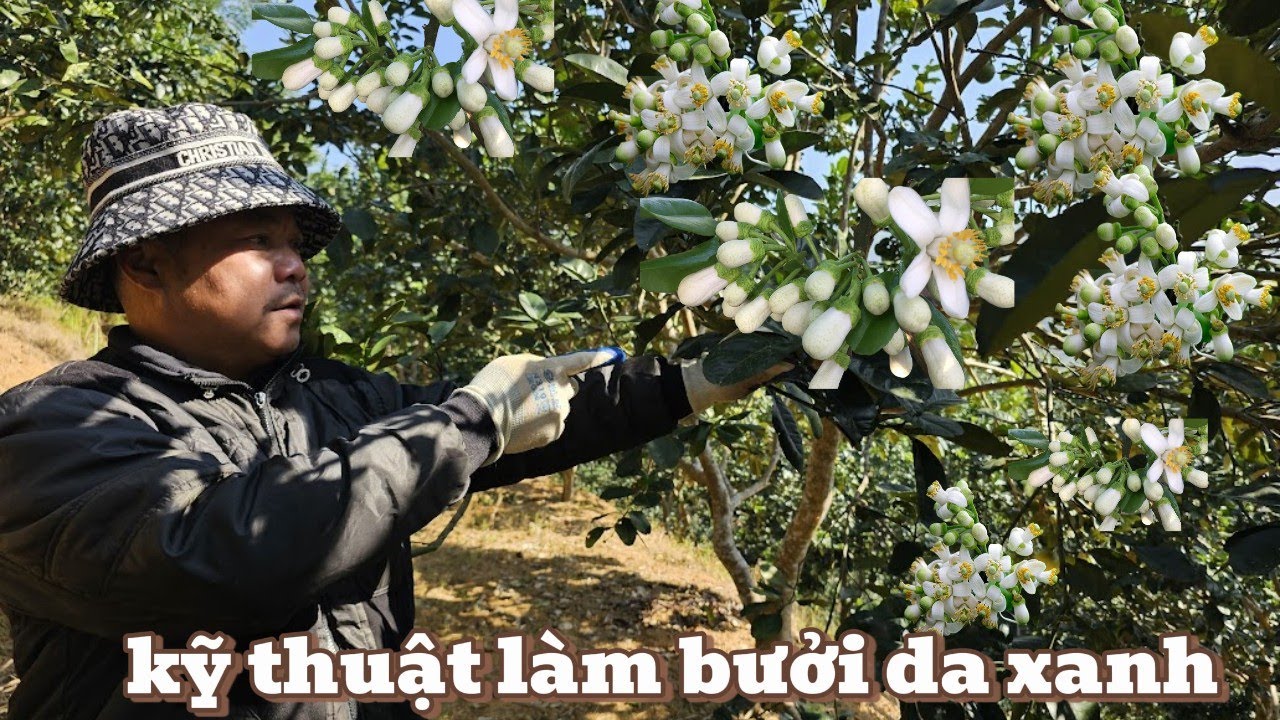 Hướng Dẫn Chăm Bưởi Da Xanh Sau Thu Hoạch Giúp Cây Hồi Sức Và Ra Hoa Mạnh