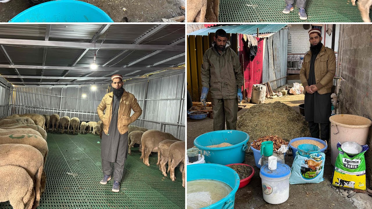 1st time famous Kashmiri wazwaan for sheep’s