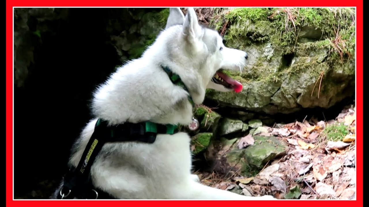 SPELUNKING HUSKY MEMPHIS