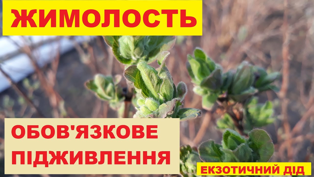 ЖИМОЛОСТЬ. НЕ БУДЕ ГАРНОГО ЖИВЛЕННЯ - НЕ БУДЕ ВРОЖАЮ!!!