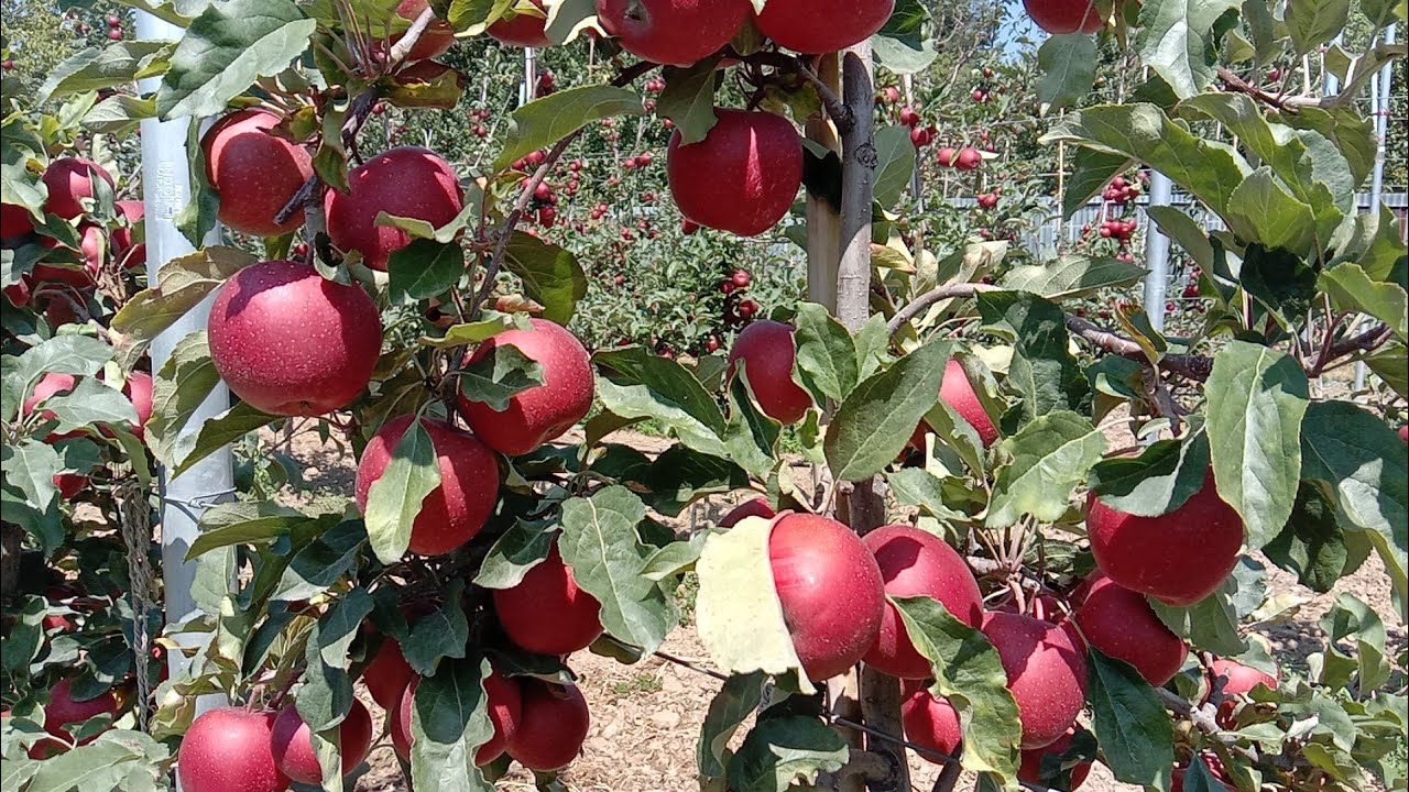 Successful High density #GalaSchniga and #KingRot apple orchards harvesting #pulwama #Kashmir