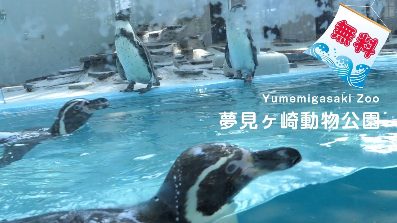 ペンギンも見れる❗️無料の動物園❗️⭐️Free zoo with penguins❗️