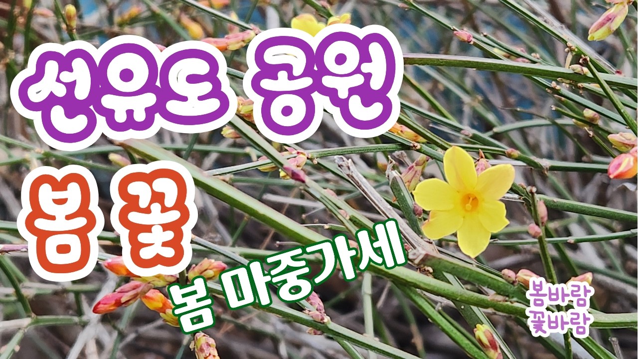 2026.3.3 선유도공원에 봄바람~꽃바람부네