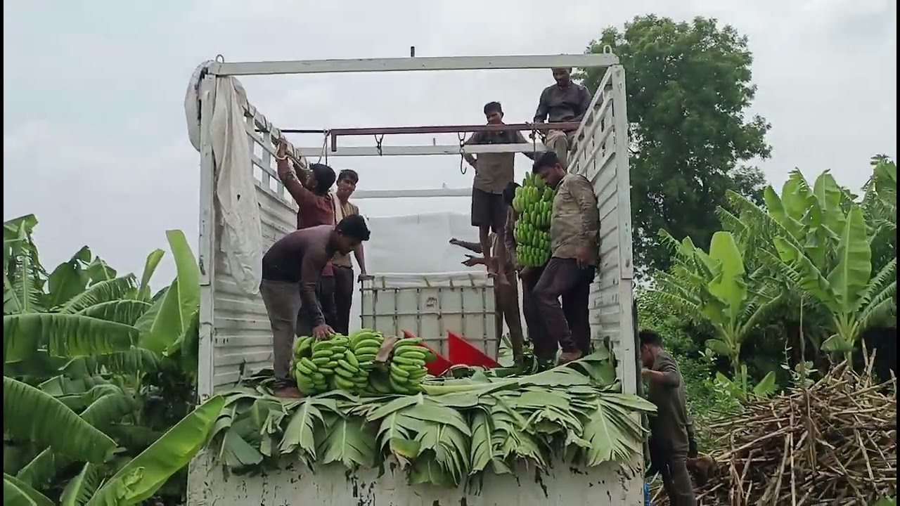 बुरहानपुर से केला लोड कियापठानकोट के लिए