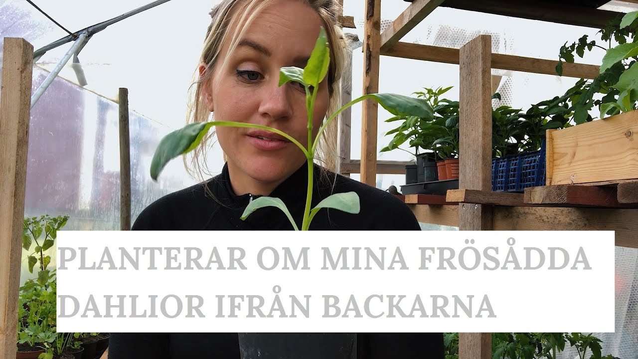 PLANTERAR OM MINA FRÖSÅDDA DAHLIOR IFRÅN BACKARNA