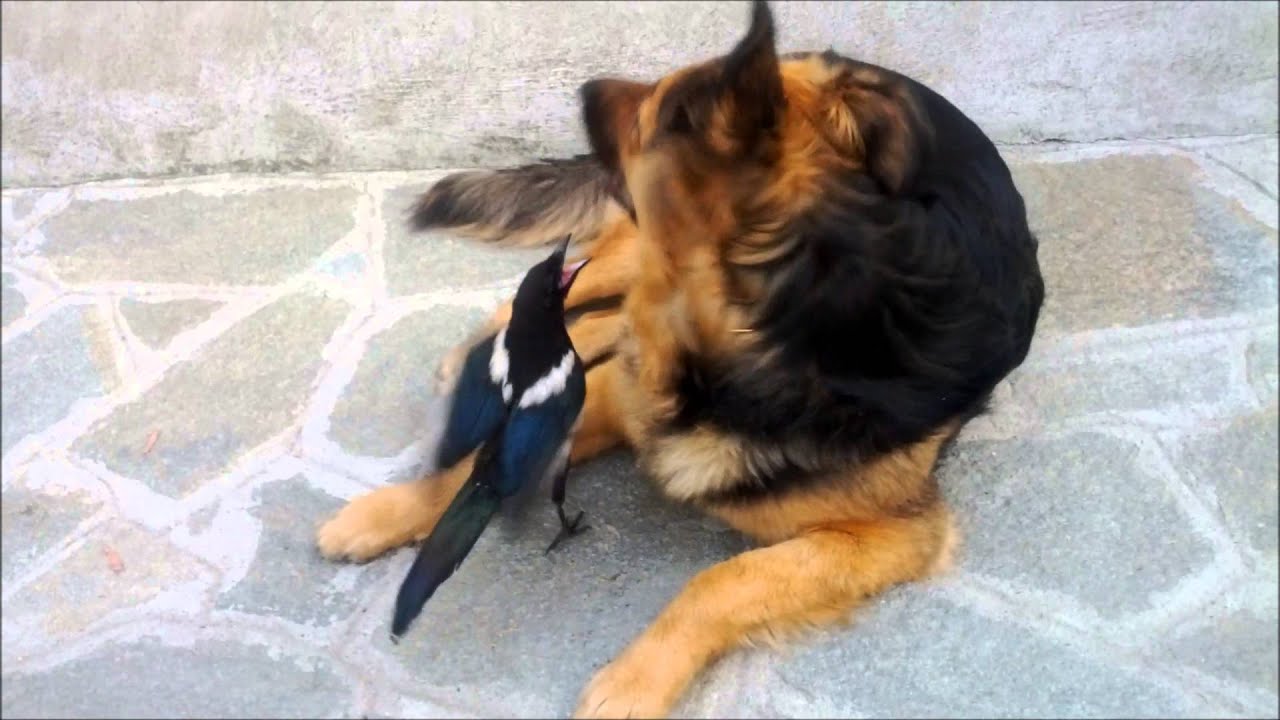 A troublesome magpie and a really patient dog