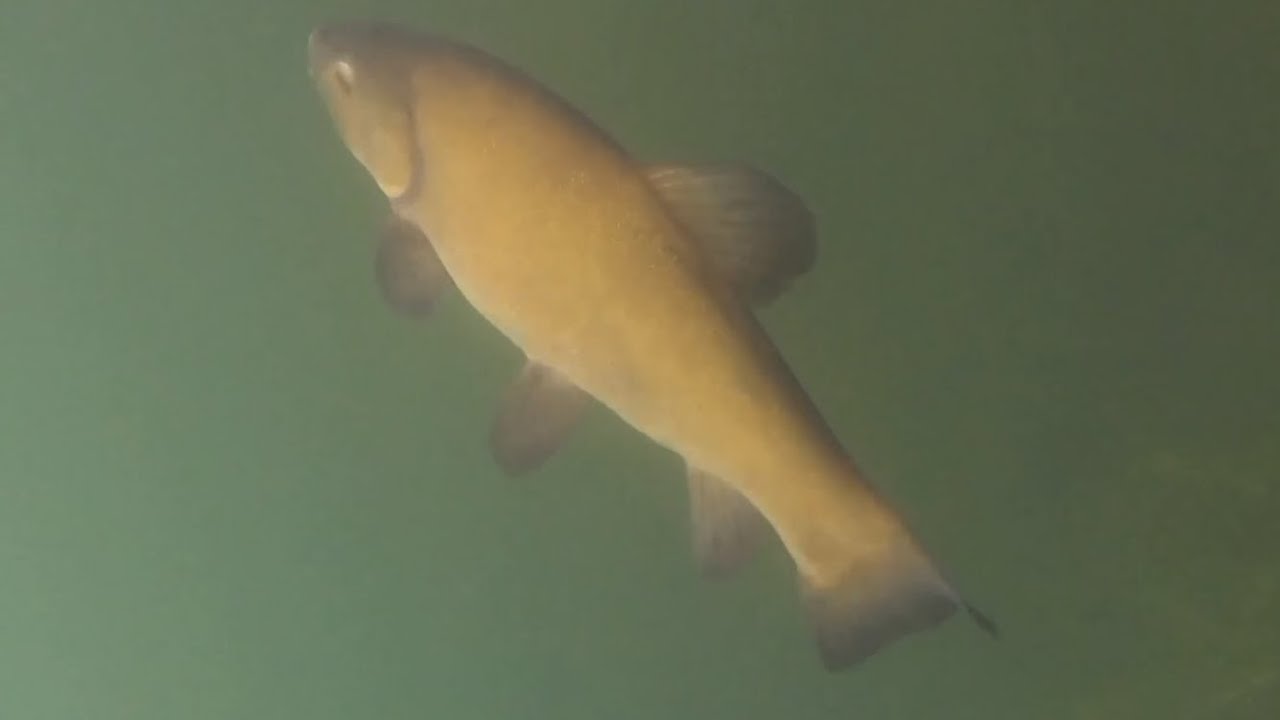 New Zealand coarse fishing for tench