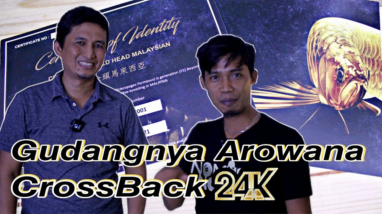 GUDANG ARWANA CROSSBACK 24K Malaysia,,!!