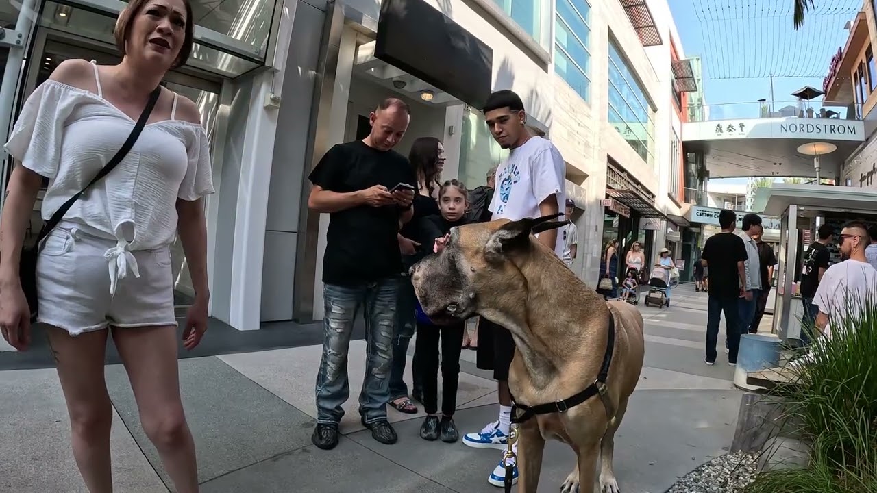 Cash 2.0 Great Dane 44