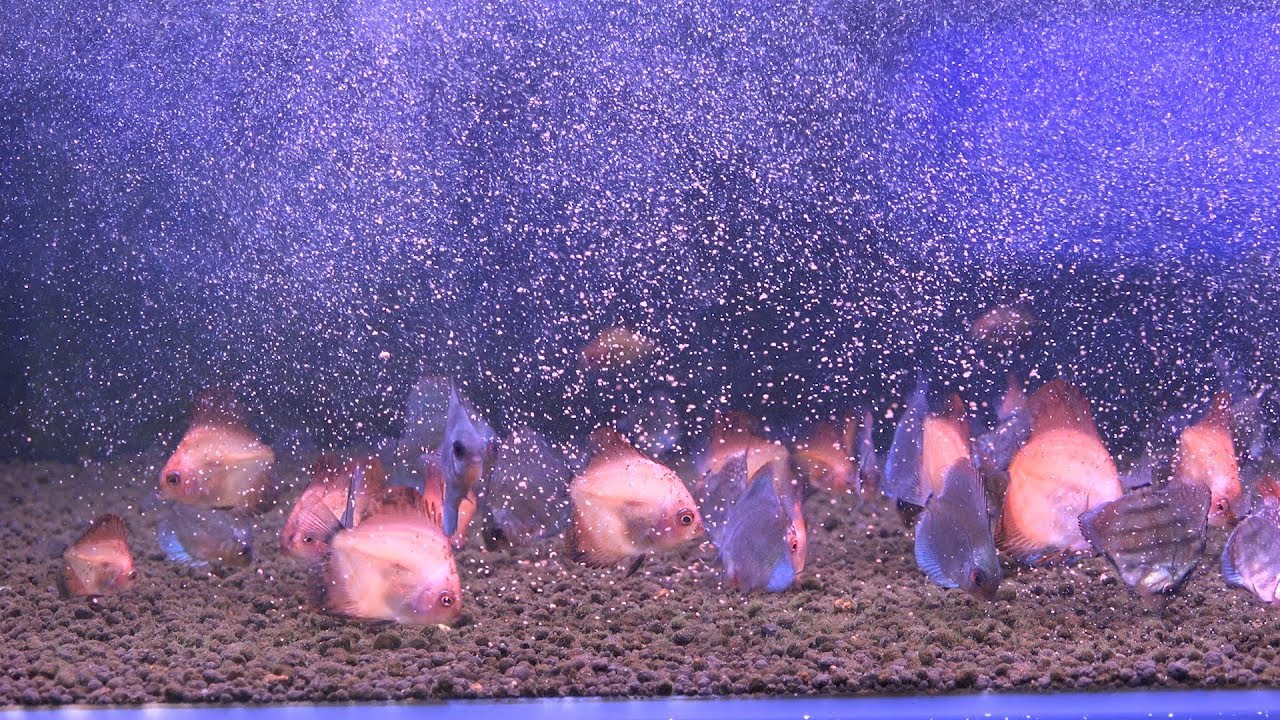 Cría de peces Disco sin cambios de agua