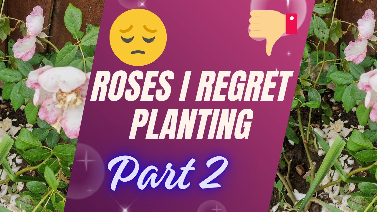 5 Roses I Regret Planting & Why I Got Rid Of Them Part 2(+a David Austin One)/The Rose Enthusiast