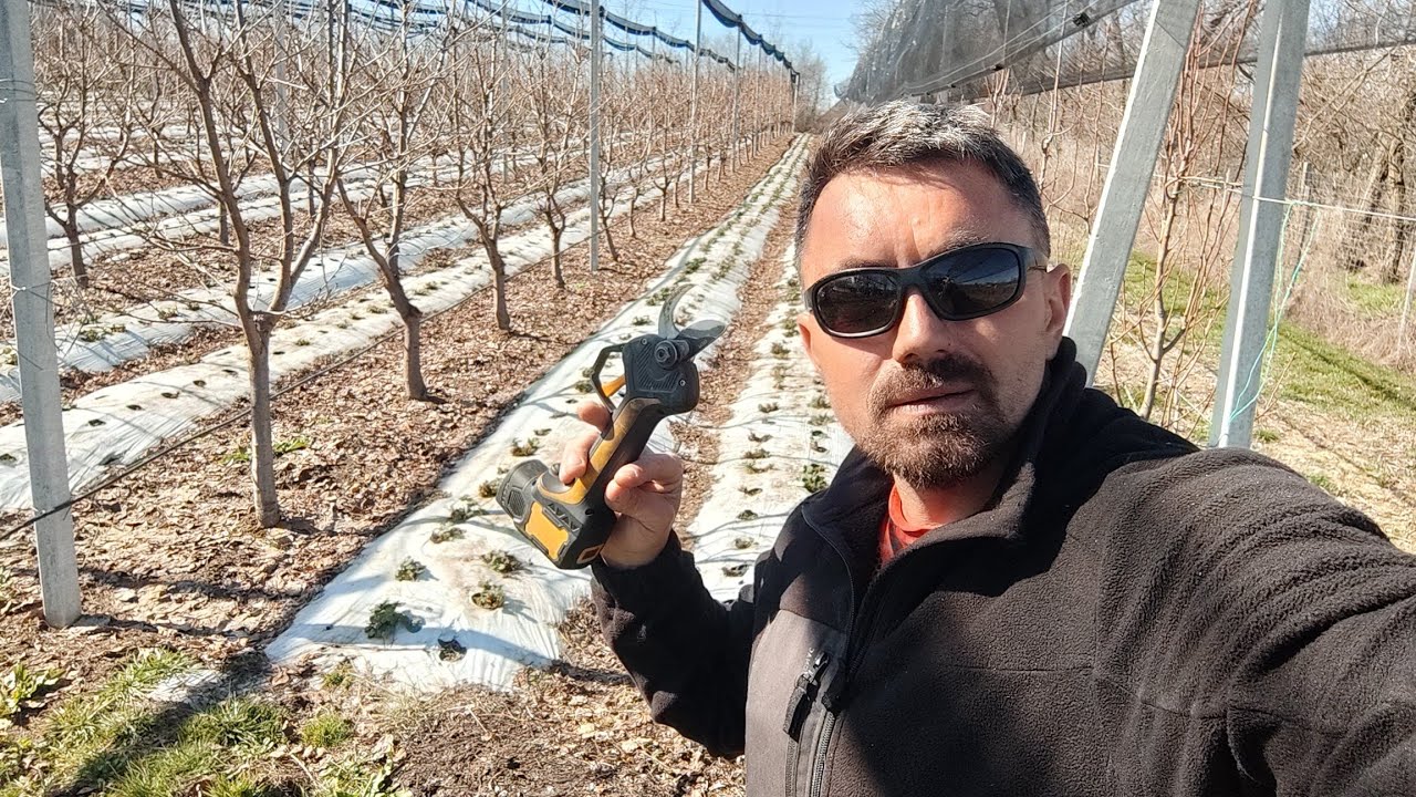 Am executat tăieri la peri in cea mai frumoasa livada 