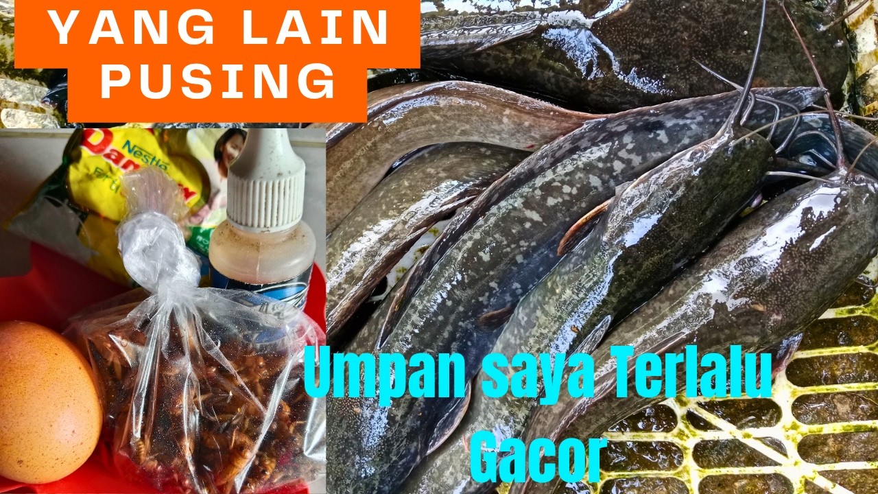 Umpan Lele Saya Terlalu gacor bikin lawan Pusing