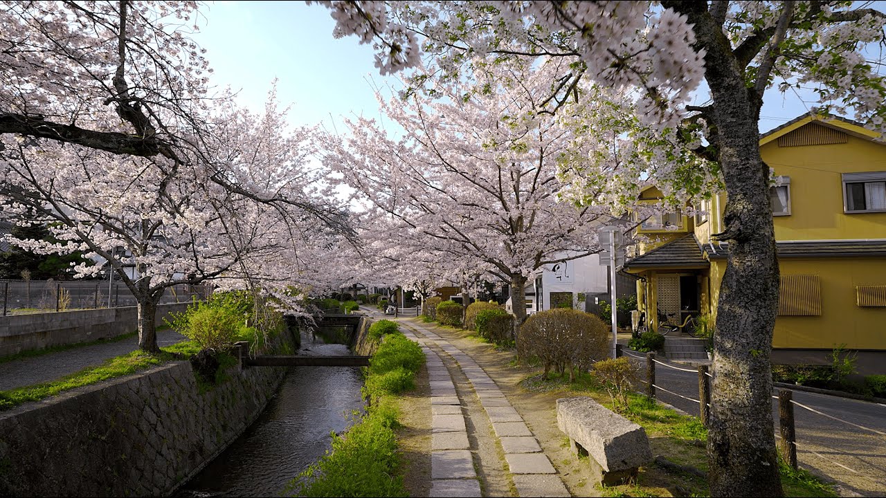 🌸 Philosopher&rsquo;s Path Kyoto | ⛩️ 7am Sunrise Cherry Blossom Walk  | 4K HDR Ambience