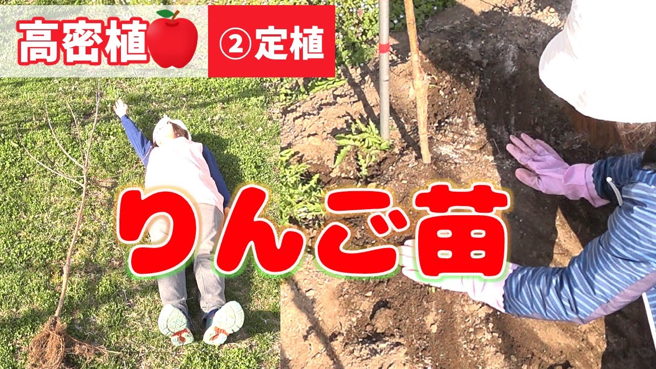 2【高密植りんご】1年目 りんご苗の植え方【詳細】
