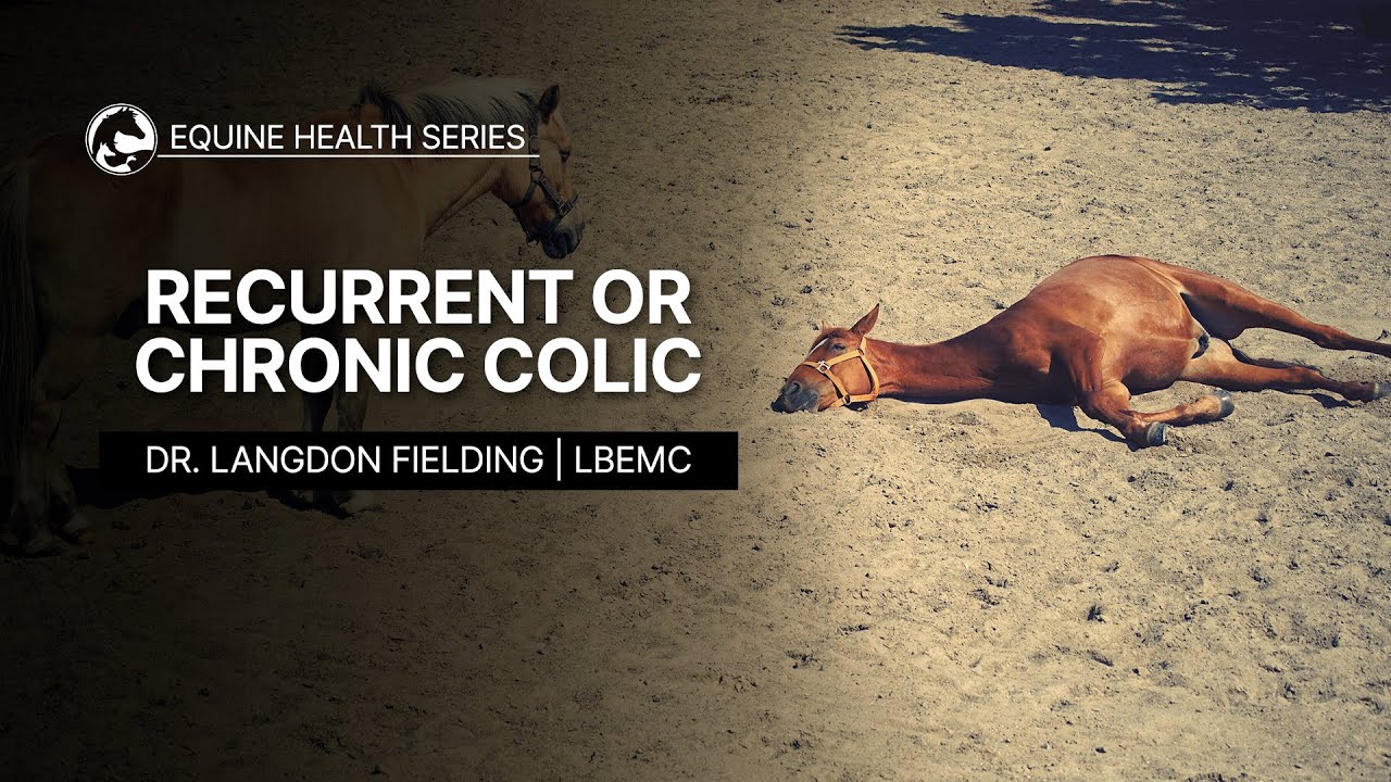 Recurrent or Chronic Colic in Horses