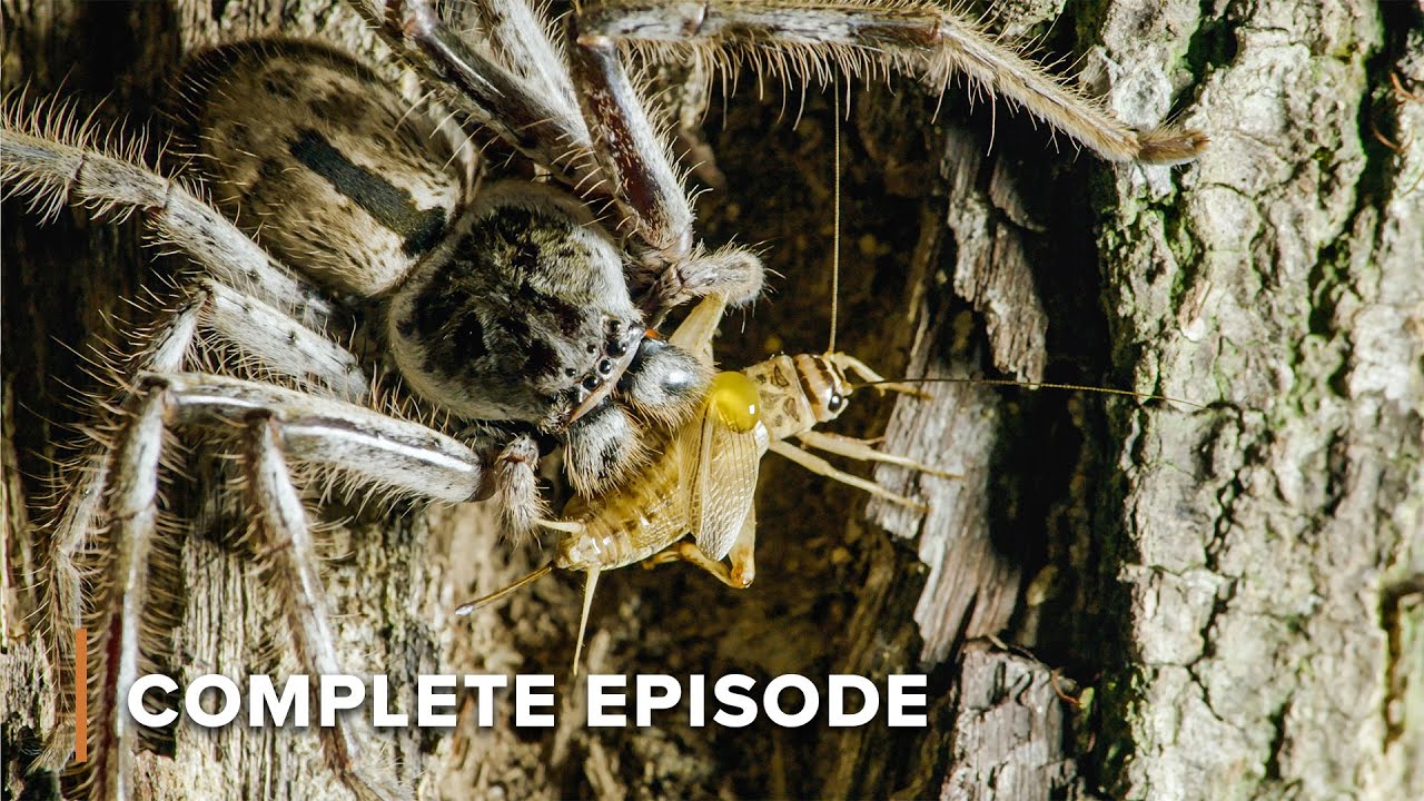 Ambush Hunts in Australia&rsquo;s Insect Warzone | Secrets of Wild Australia 106