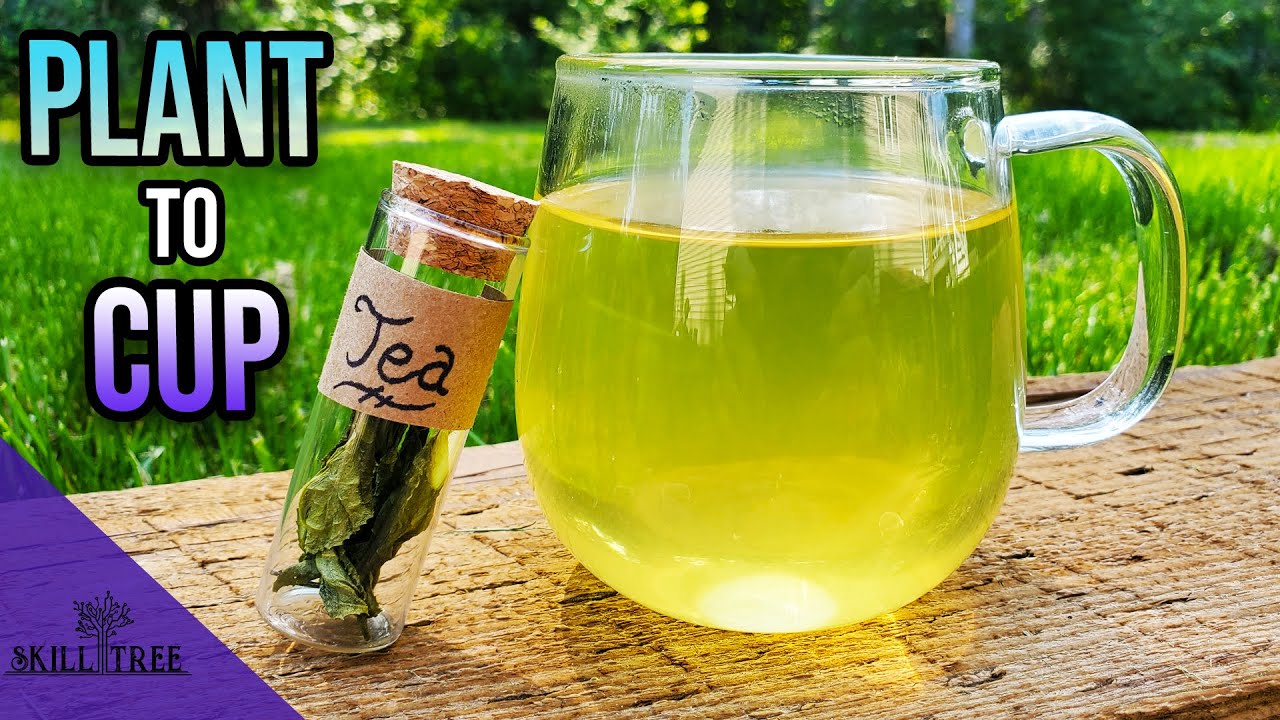 Grow Your Own Tea