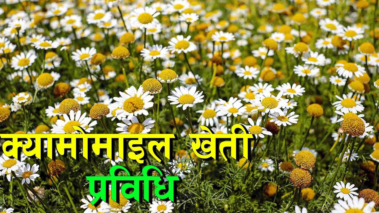 क्यामोमाइल खेती सम्बन्धी जानकारी || Chamomile Farming in Nepal ||