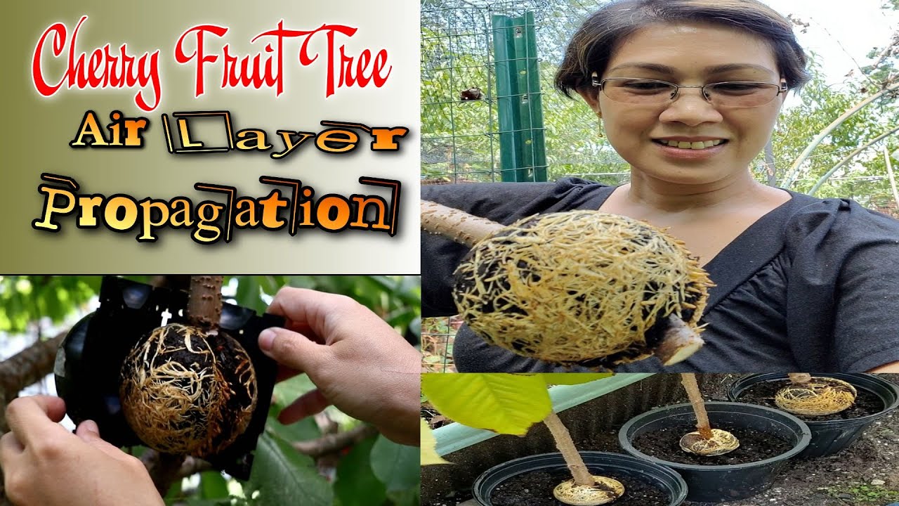 Cherry fruit tree air layer propagation 🌿🍒🌳 | NJ and TX Garden