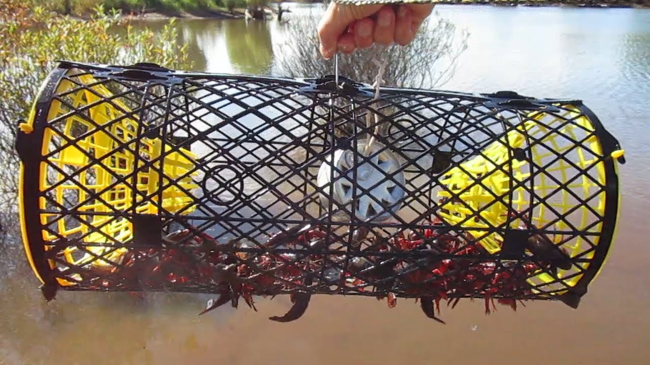 Filling the Trap: Tips for Catching Crayfish