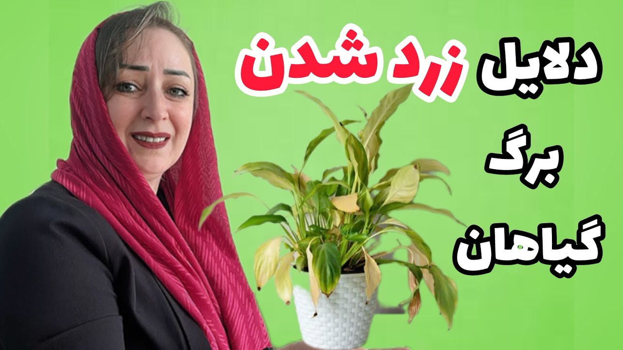 چرا برگ گیاهان زرد میشوند ؟:مشکلات شایع و راه حل ها