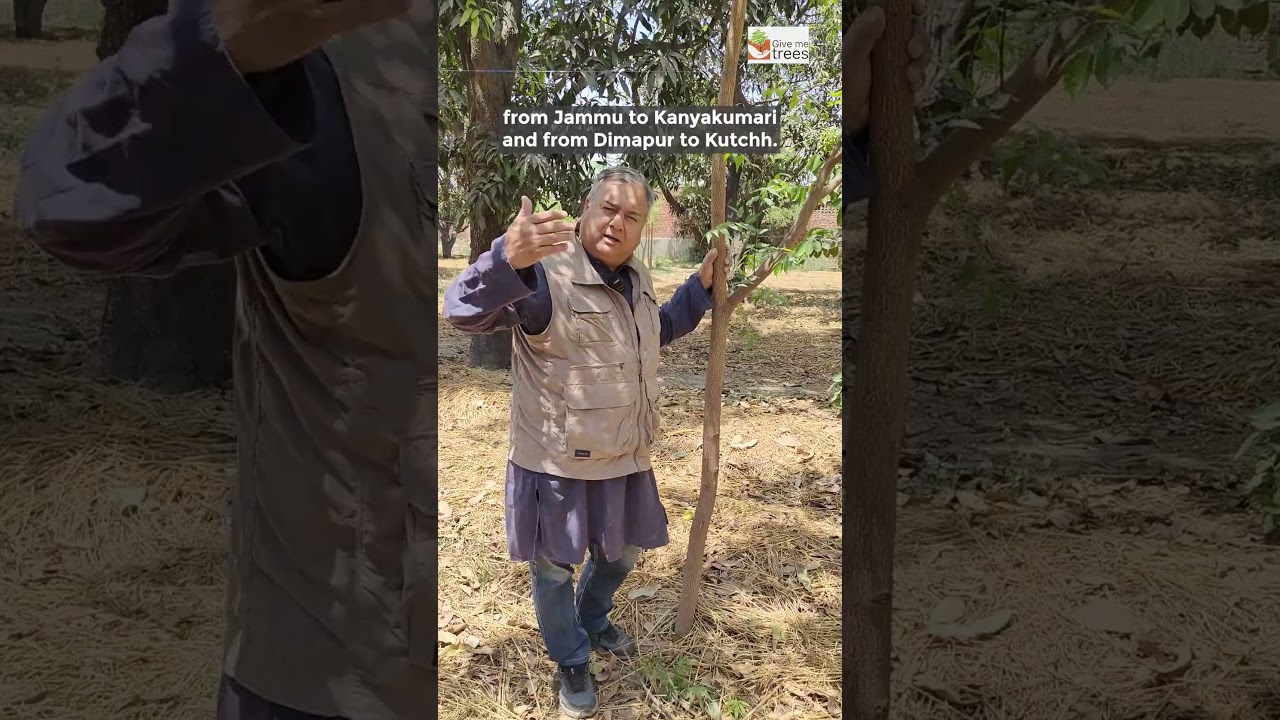 Plant Neem!