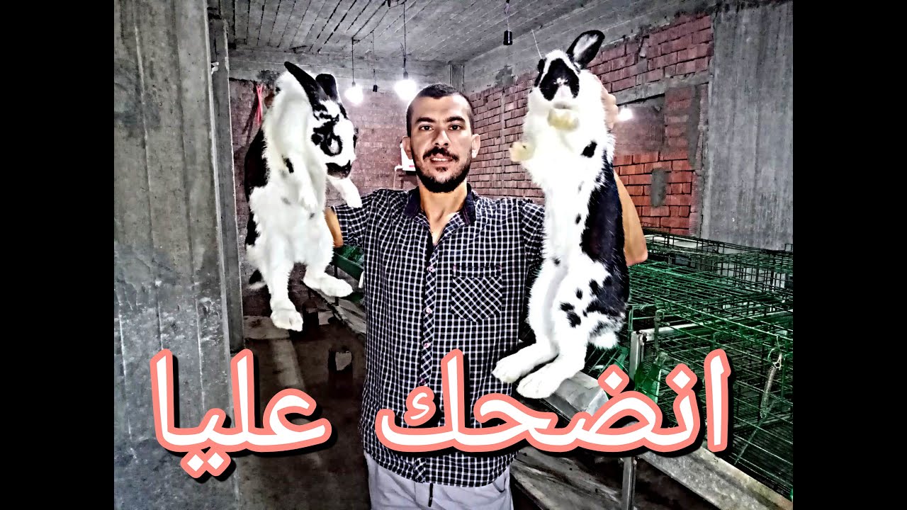 انضحك عليا في الارانب الي اشترتها وانتظر المفاجئة الكبيره. A fraud was made when I bought rabbits