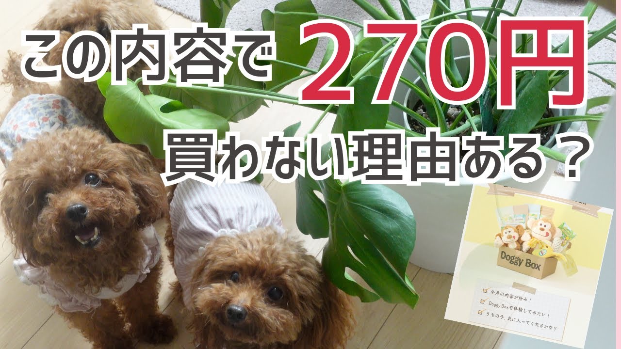 知らないと損するかも&hellip;DoggyBox初回だけのお得裏ワザ！飼い主募集中の子犬ちゃaんも登場するよ