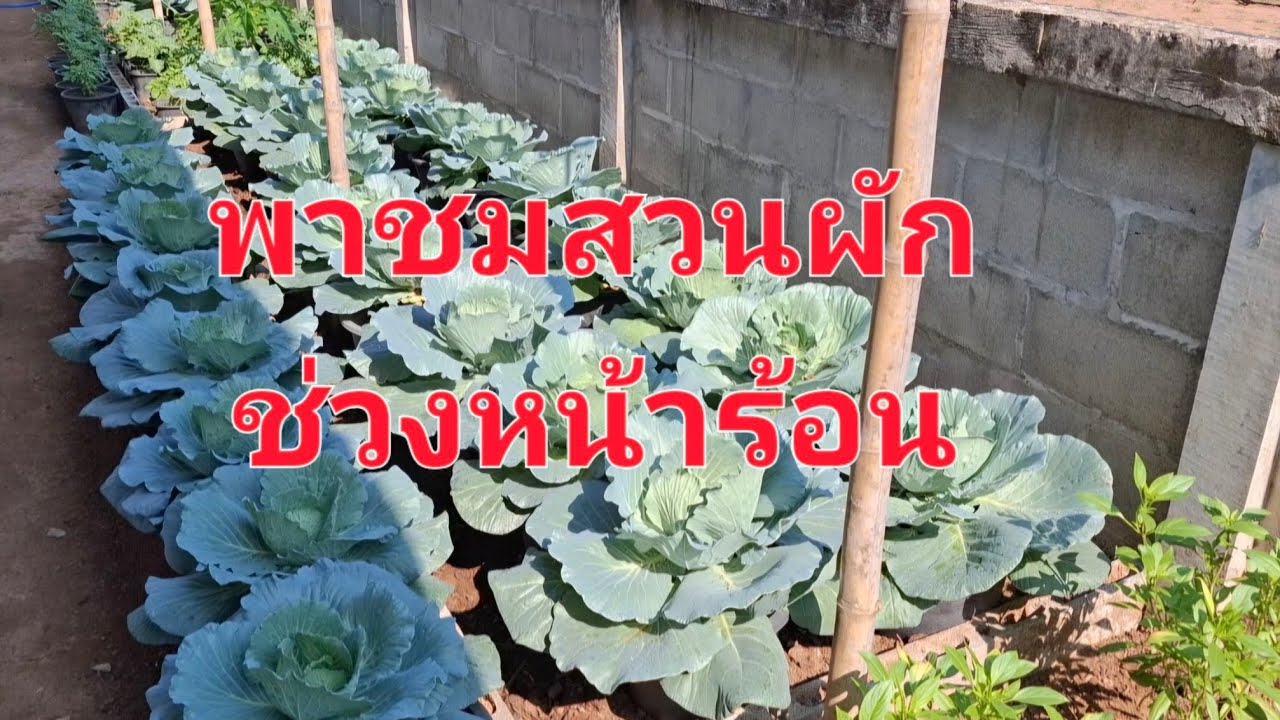 12 มีนาคม ค.ศ. 2026